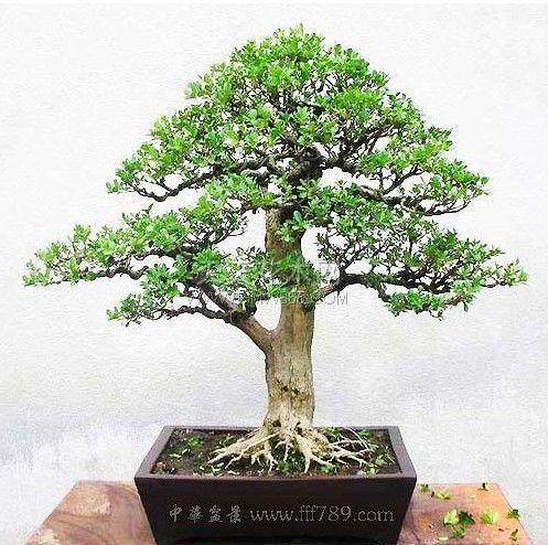 怎样才能使光秃的黄杨盆景枝干长叶子