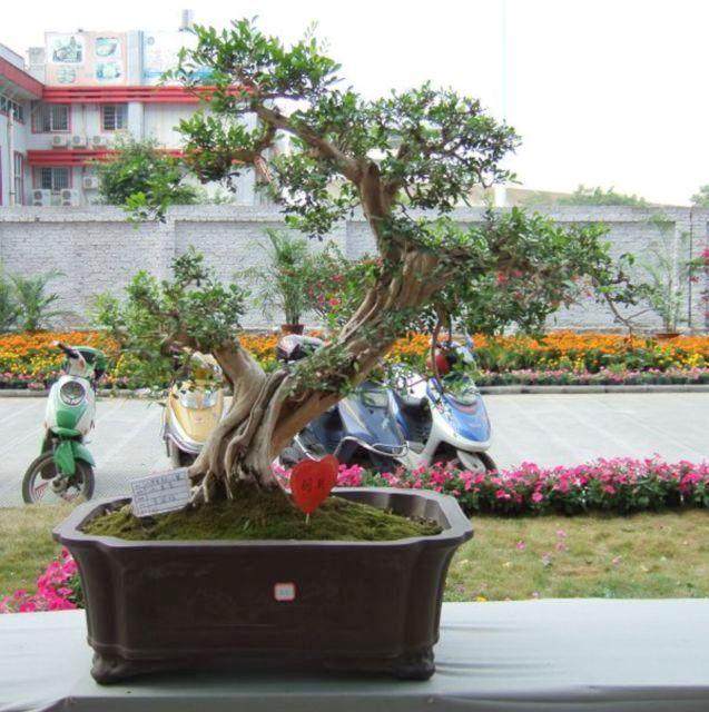 雀舌黄杨盆景怎么换盆养护的技巧