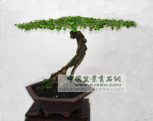 豆瓣黄杨盆景怎么发芽养护管理和观赏