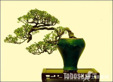 雀舌黄杨老桩盆景上盆后怎样浇水