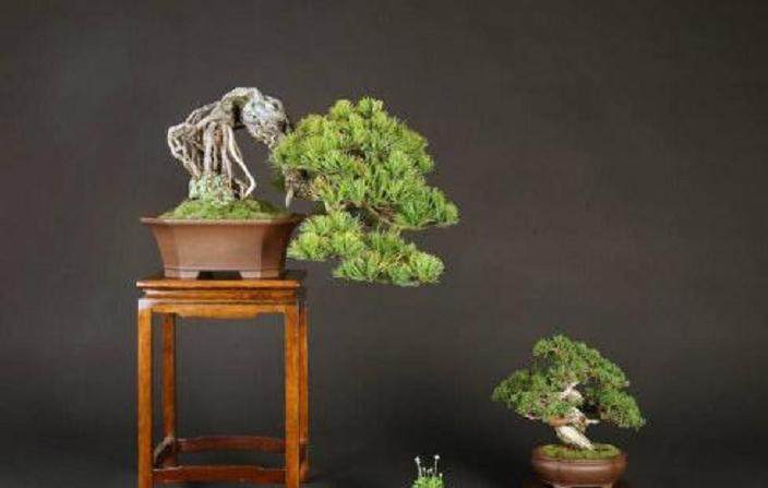 53株日本植物盆景邮寄到长沙被截获