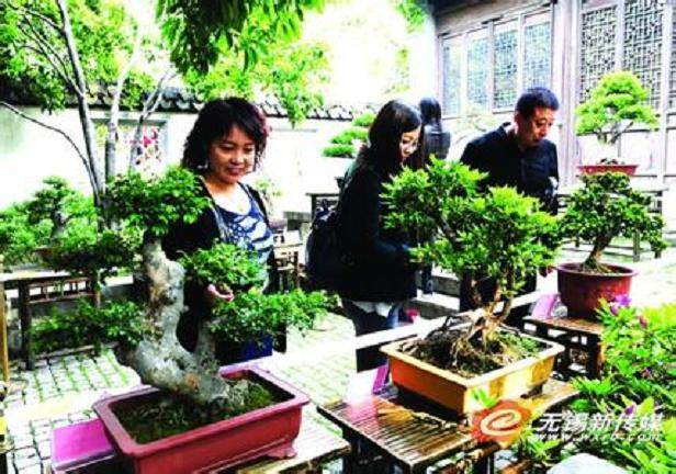 无锡的一般盆景也卖到了几千元
