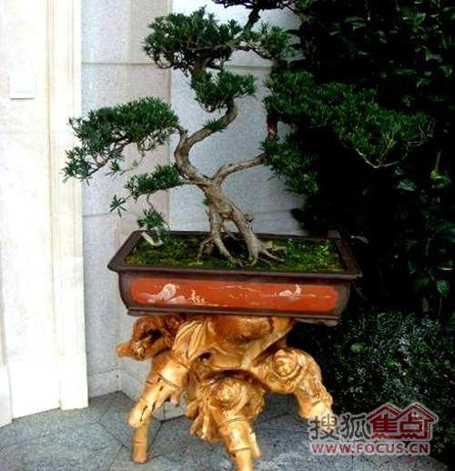 无锡碧桂园 迎客松盆景 迎接参观市民