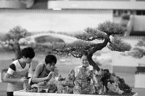 1棵海岛罗汉松盆景以200万元价格成交