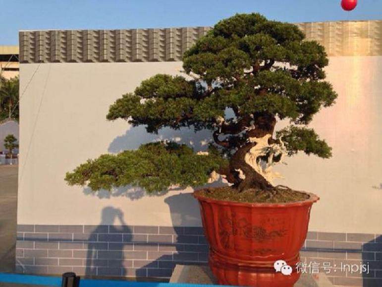 第七届粤港澳台盆景博览会