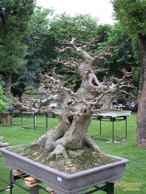 第九届粤港澳台盆景艺博会十一开幕