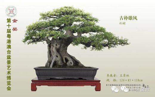 第四届粤港澳台盆景艺术博览会铜奖