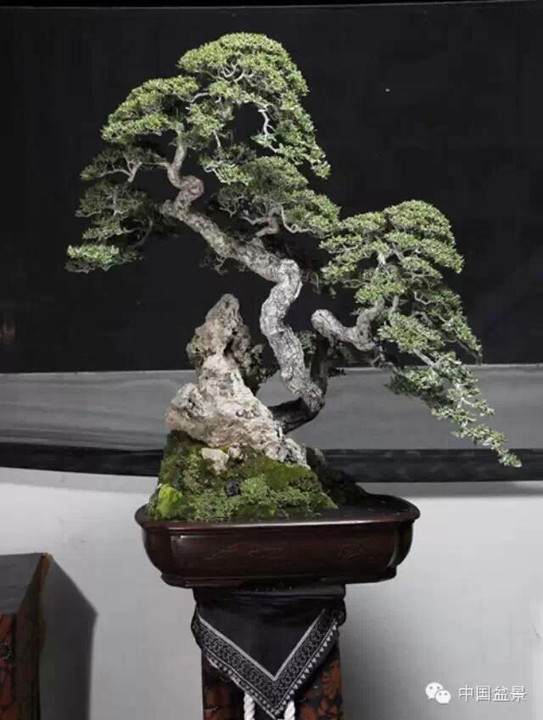 印尼盆景