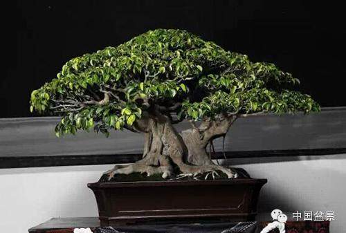 印尼国际盆景艺术与文化双年展作品欣赏