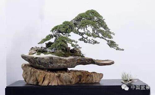 印尼国际盆景艺术与文化双年展作品欣赏