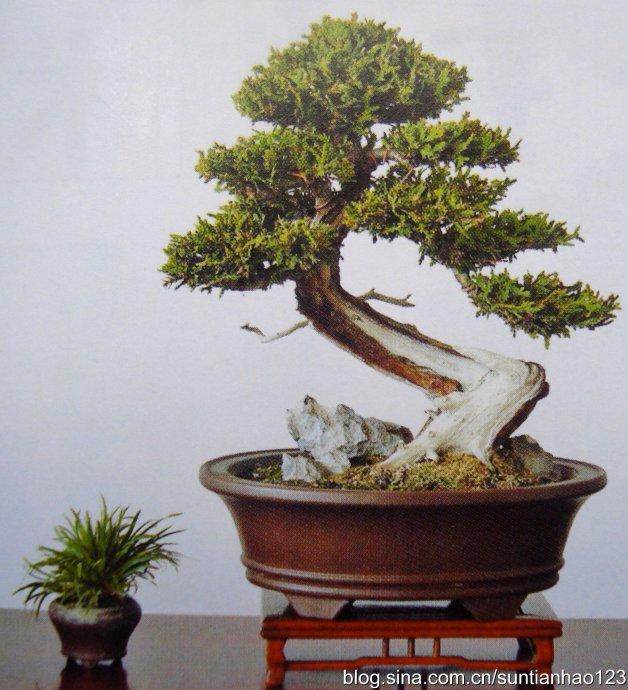 盆景收藏系列之一盆盆景两三万元