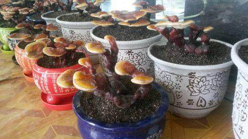 巧制灵芝盆景 市场追捧价高 图片