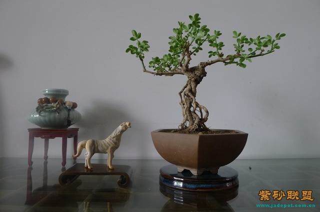 小品盆景玩的就是一个过程