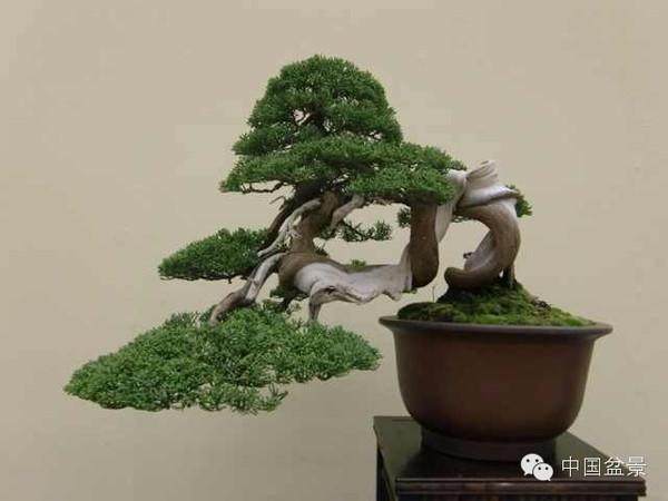 日本精品与福建茶附石盆景欣赏