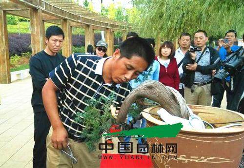 云南盆景大师张志刚赴宣威传授盆景制作技巧