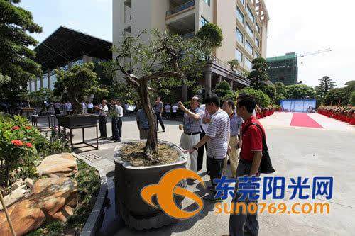 中国海岛罗汉松盆景艺术之乡安家东莞