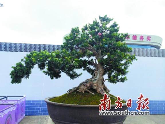 千万元的罗汉松