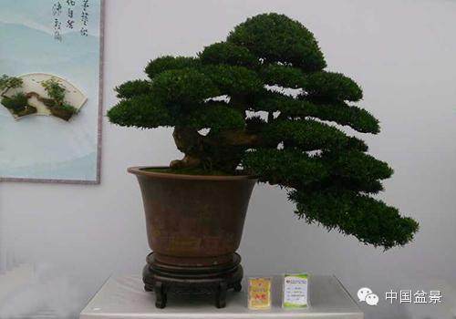 悬崖式罗汉松盆景