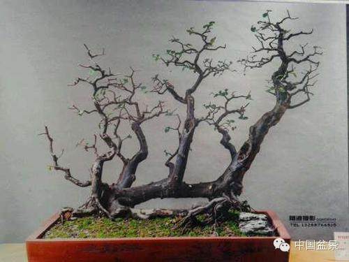 悬崖式罗汉松盆景赏析与精品分享