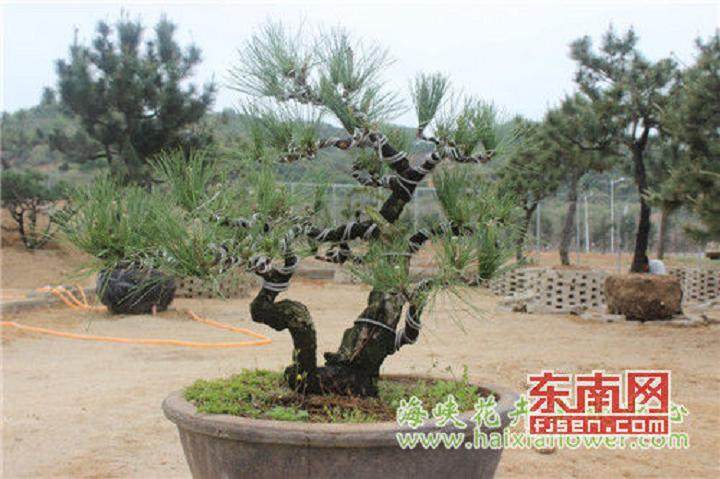 二百余棵罗汉松盆景等苗木入驻海峡花卉集散中心