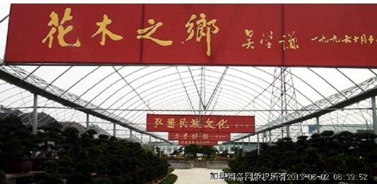 如皋绿园小叶罗汉松盆景成当地特色精品