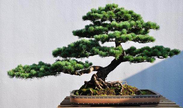 开门收徒 扬派盆景 栽培传人