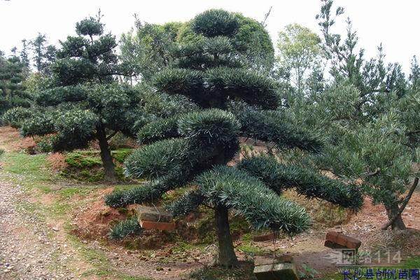 10公分造型罗汉松可以买到什么价格？