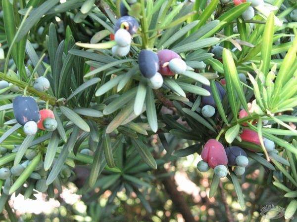 罗汉松的果实能吃吗