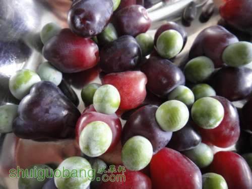 罗汉松的果实能吃吗