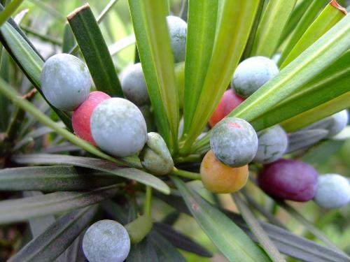 罗汉松果实可以吃吗？怎么吃？