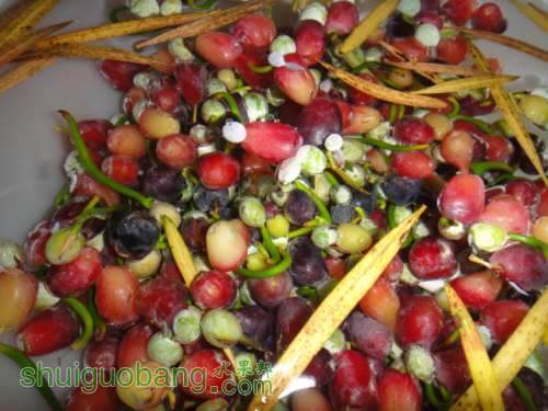 罗汉松的果实能吃吗