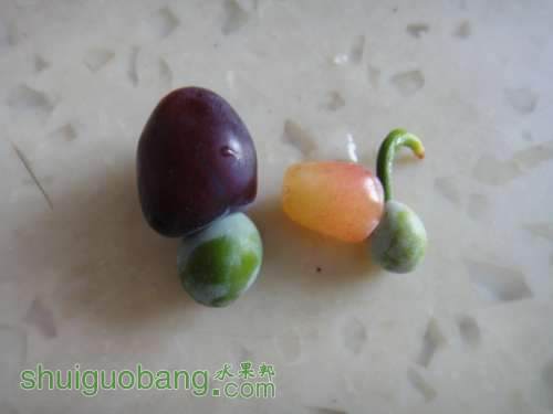 罗汉松的果实能吃吗