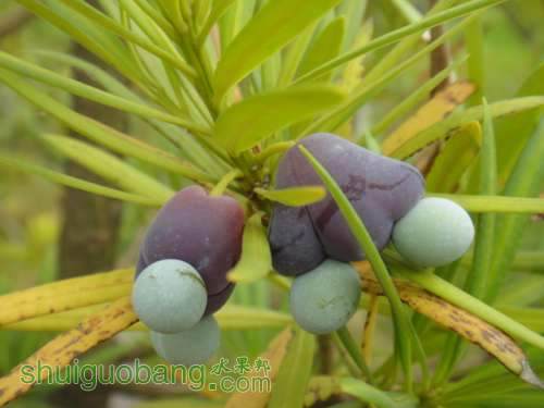 罗汉松的果实有何作用 能吃吗