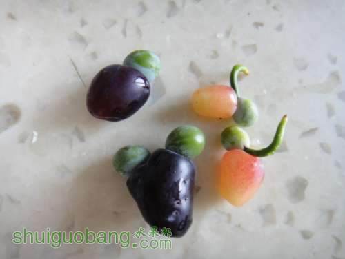 罗汉松的果实,可以吃吗？