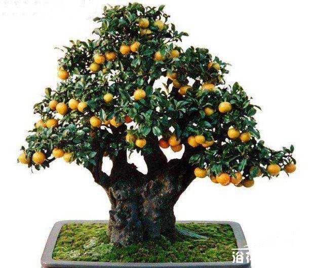 金弹子盆景养护