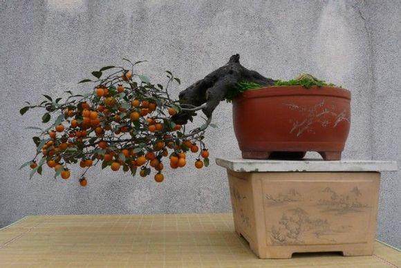 金弹子盆景养护