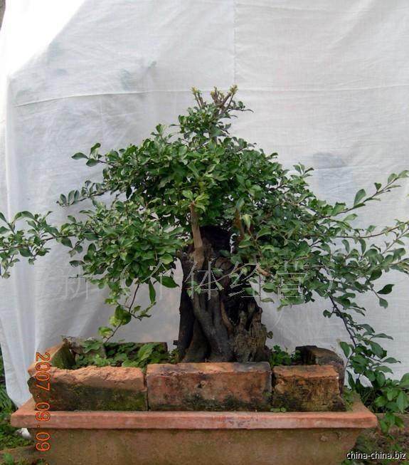 为什么金弹子盆景发芽不结果