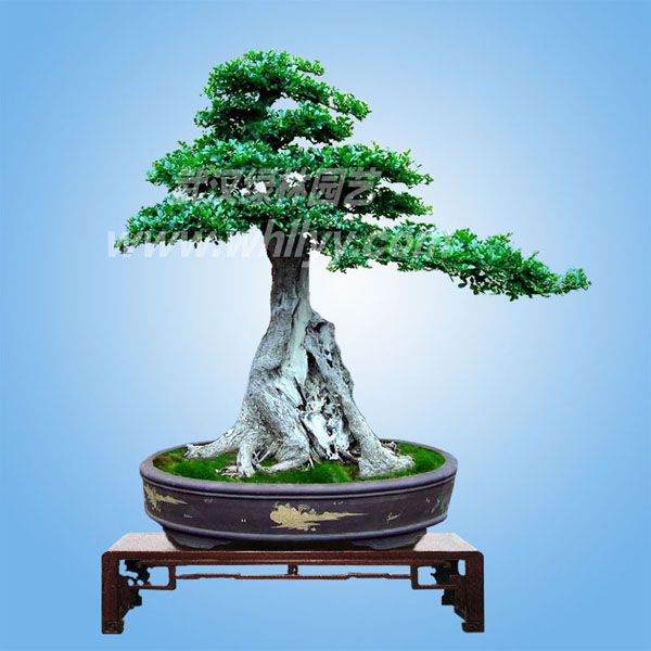 金弹子盆景的制作