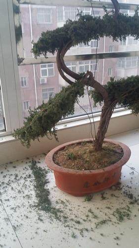 松树盆景暗藏欺诈 买回家几天就死莫上当 图片