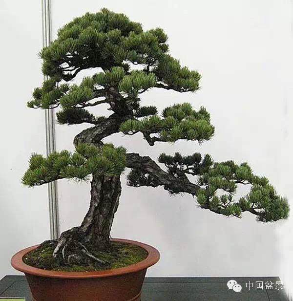 盆景渐成被收藏的活古董