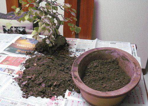 树桩盆景怎么换盆的5个步骤