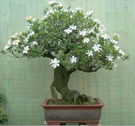 栀子花病虫害防治