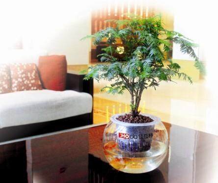 红豆牌红豆杉盆景成白领办公室新宠