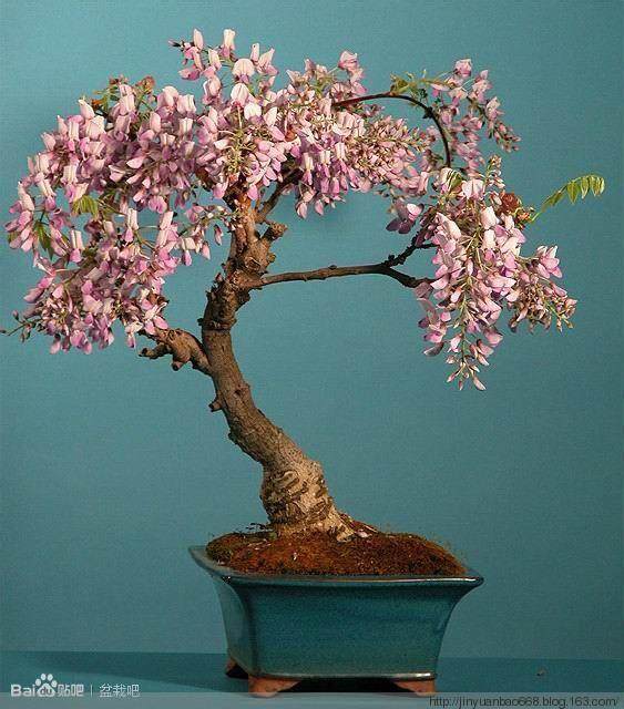 盆栽紫藤萝怎么种植的7个方法