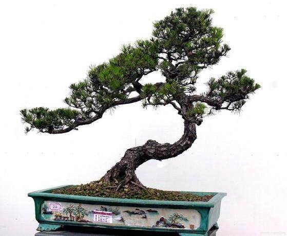 山松盆景