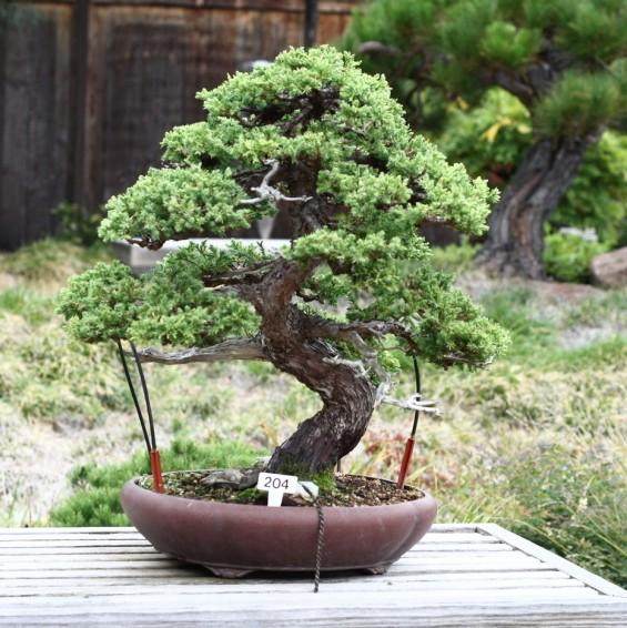 图解 盆景怎么摘芽修整的3个方法