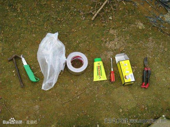 图解 很实用的罗汉松盆景嫁接方法