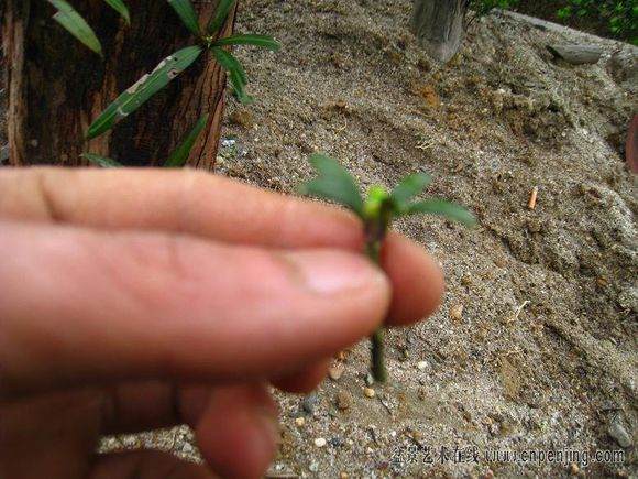 图解 很实用的罗汉松盆景嫁接方法