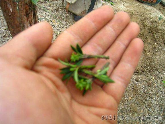 图解 很实用的罗汉松盆景嫁接方法