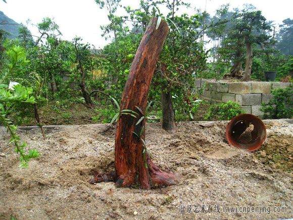 图解 很实用的罗汉松盆景嫁接方法